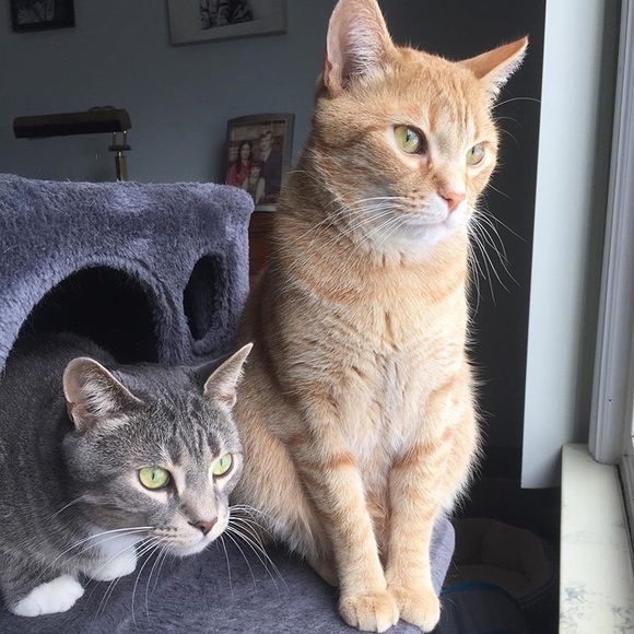 Hi! ๐๐ผIโm Katt. Offers always welcome! ๐ค - Picture 6 of 16